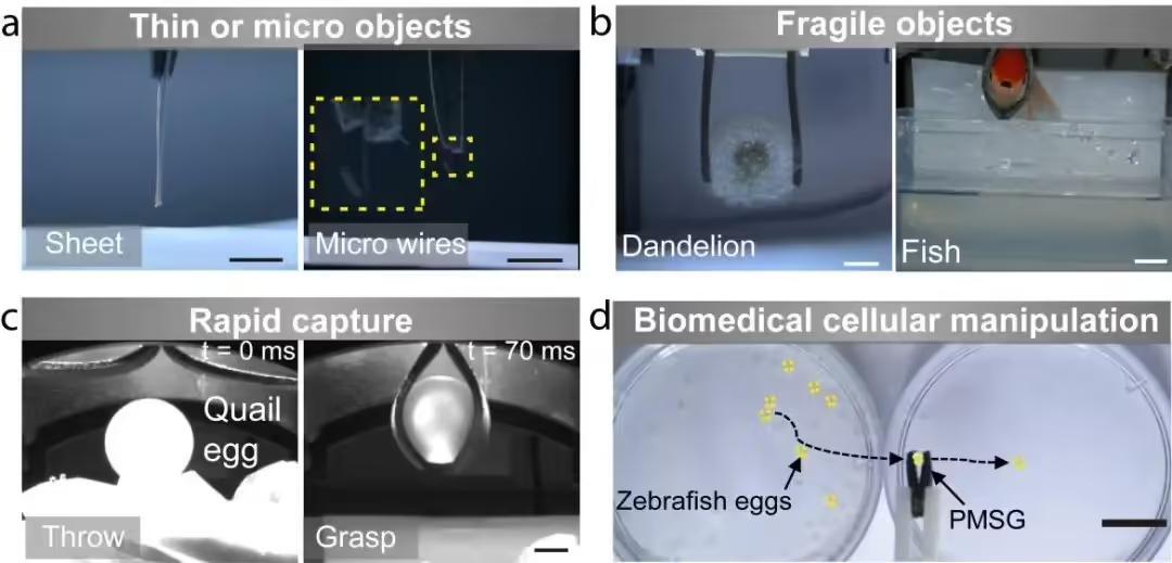 軟體抓手的多功能性展示：（a）抓取薄板和細線；（b）抓取魚和蒲公英；（c）抓取去殼生蛋；（d）安全移取斑馬魚卵